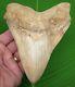 Megalodon Shark Tooth 5 & 7/8 Ultra Rare Peruvian Peru With Stand