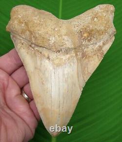 MEGALODON SHARK TOOTH 5 & 7/8 ULTRA RARE PERUVIAN PERU with STAND
