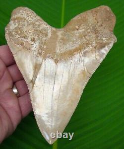 MEGALODON SHARK TOOTH 5 & 7/8 ULTRA RARE PERUVIAN PERU with STAND