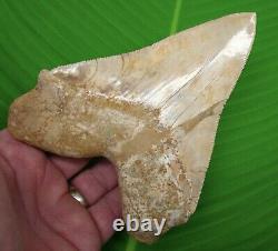 MEGALODON SHARK TOOTH 5 & 7/8 ULTRA RARE PERUVIAN PERU with STAND