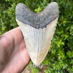 MEGALODON SHARK TOOTH 5.9 x 4.1 Authentic Fossil