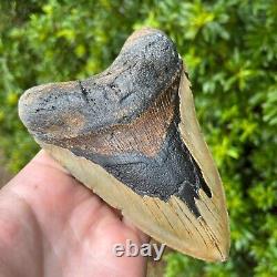 MEGALODON SHARK TOOTH 5.9 x 4.1 Authentic Fossil