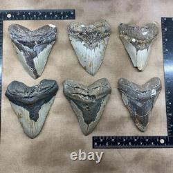 MEGALODON SHARK TOOTH 5 Inch SHARK TEETH GIANT REAL FOSSILS