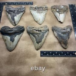 MEGALODON SHARK TOOTH 5 Inch SHARK TEETH GIANT REAL FOSSILS
