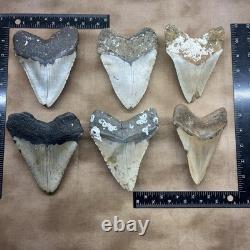 MEGALODON SHARK TOOTH 5 Inch SHARK TEETH GIANT REAL FOSSILS