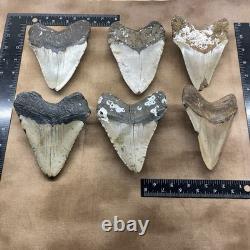 MEGALODON SHARK TOOTH 5 Inch SHARK TEETH GIANT REAL FOSSILS