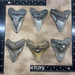 MEGALODON SHARK TOOTH 5 Inch SHARK TEETH GIANT REAL FOSSILS