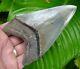 Megalodon Shark Tooth 5 In. Dagger Shaped High Quality Real Fossil