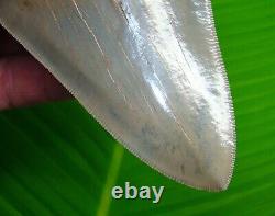 MEGALODON SHARK TOOTH 5 in. REAL FOSSIL LOWER JAW NO RESTORATION