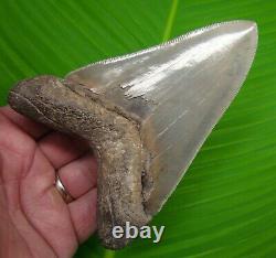 MEGALODON SHARK TOOTH 5 in. REAL FOSSIL LOWER JAW NO RESTORATION