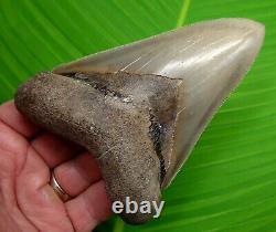 MEGALODON SHARK TOOTH 5 in. REAL FOSSIL LOWER JAW NO RESTORATION