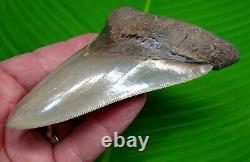 MEGALODON SHARK TOOTH 5 in. REAL FOSSIL LOWER JAW NO RESTORATION