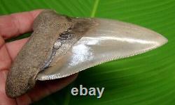 MEGALODON SHARK TOOTH 5 in. REAL FOSSIL LOWER JAW NO RESTORATION