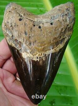 MEGALODON SHARK TOOTH 5 in. REAL FOSSIL NO RESTORATIONS