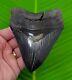 Megalodon Shark Tooth 5 In. Real Fossil Serrated With Free Stand Georgia