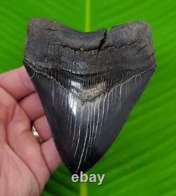 MEGALODON SHARK TOOTH 5 in. REAL FOSSIL SERRATED with FREE STAND GEORGIA