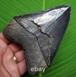MEGALODON SHARK TOOTH 5 in. REAL FOSSIL SERRATED with FREE STAND GEORGIA