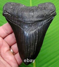 MEGALODON SHARK TOOTH 5 in. REAL FOSSIL with FREE STAND NATURAL SC MEG