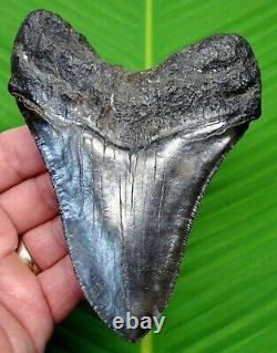 MEGALODON SHARK TOOTH 5 in. REAL FOSSIL with FREE STAND NATURAL SC MEG
