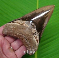 MEGALODON SHARK TOOTH 5 in. SHARKS TEETH MEGLADONE