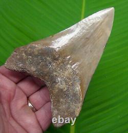 MEGALODON SHARK TOOTH 5 in. SHARKS TEETH MEGLADONE