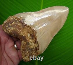 MEGALODON SHARK TOOTH 5 in. With FREE STAND PERFECT SERRATIONS REAL FOSSIL