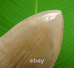 MEGALODON SHARK TOOTH 5 in. With FREE STAND PERFECT SERRATIONS REAL FOSSIL