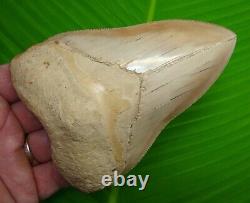 MEGALODON SHARK TOOTH 5 in. With FREE STAND PERFECT SERRATIONS REAL FOSSIL