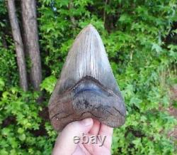 MEGALODON SHARK TOOTH 6.18 in. MUSEUM GRADE Pinks & Blues Calico