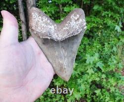 MEGALODON SHARK TOOTH 6.18 in. MUSEUM GRADE Pinks & Blues Calico