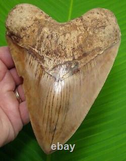 MEGALODON SHARK TOOTH 6 & 1/16 in. REAL FOSSIL with FREE STAND REAL FOSSIL