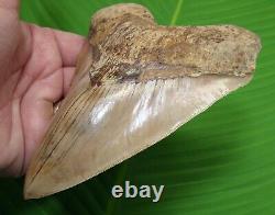 MEGALODON SHARK TOOTH 6 & 1/16 in. REAL FOSSIL with FREE STAND REAL FOSSIL