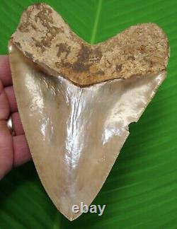 MEGALODON SHARK TOOTH 6 & 1/16 in. REAL FOSSIL with FREE STAND REAL FOSSIL