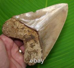 MEGALODON SHARK TOOTH 6 & 1/16 in. REAL FOSSIL with FREE STAND REAL FOSSIL