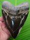 Megalodon Shark Tooth 6 & 1/8 Gold Pyrite With Stand & Plaque Megladone