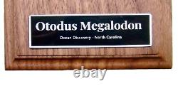 MEGALODON SHARK TOOTH 6 & 1/8 GOLD PYRITE with STAND & PLAQUE MEGLADONE