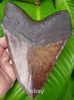 MEGALODON SHARK TOOTH 6 & 3/16 in. HOLY GRAIL MEHERRIN RIVER VA