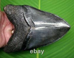 MEGALODON SHARK TOOTH 6 & 3/8 in. RIVER MONSTER REAL FOSSIL NATURAL
