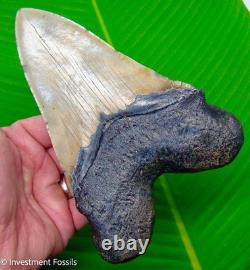MEGALODON SHARK TOOTH 6 & 3/8 with GOLD PYRITE MONSTER Size