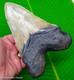 Megalodon Shark Tooth 6 & 3/8 With Gold Pyrite Monster Size