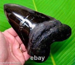 MEGALODON SHARK TOOTH 6 & 3/8 with GOLD PYRITE MONSTER Size