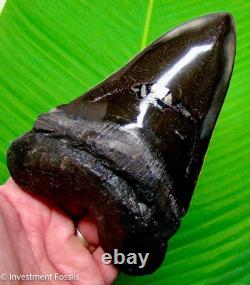 MEGALODON SHARK TOOTH 6 & 3/8 with GOLD PYRITE MONSTER Size