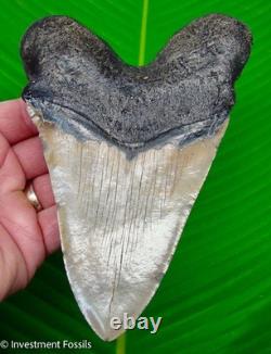 MEGALODON SHARK TOOTH 6 & 3/8 with GOLD PYRITE MONSTER Size