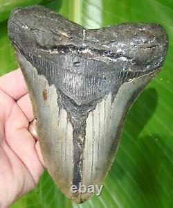 MEGALODON SHARK TOOTH 6 in. REAL FOSSIL OVER 1 FULL POUND