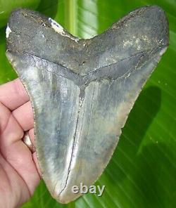 MEGALODON SHARK TOOTH 6 in. REAL FOSSIL OVER 1 FULL POUND