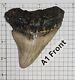 Megalodon Shark Tooth (a1)/ Length 4 1/8, Top Width 3 1/2 Pre-owned