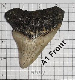 MEGALODON SHARK TOOTH (A1)/ Length 4 1/8, Top width 3 1/2 Pre-owned