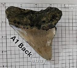 MEGALODON SHARK TOOTH (A1)/ Length 4 1/8, Top width 3 1/2 Pre-owned