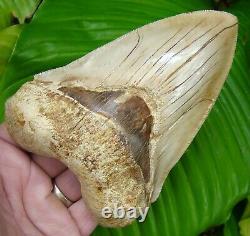 MEGALODON SHARK TOOTH ALMOST 5 & 5/8 in. FLAWLESS SERRATIONS INDONESIAN