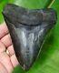 Megalodon Shark Tooth Almost 5 In. Real Fossil No Restorations